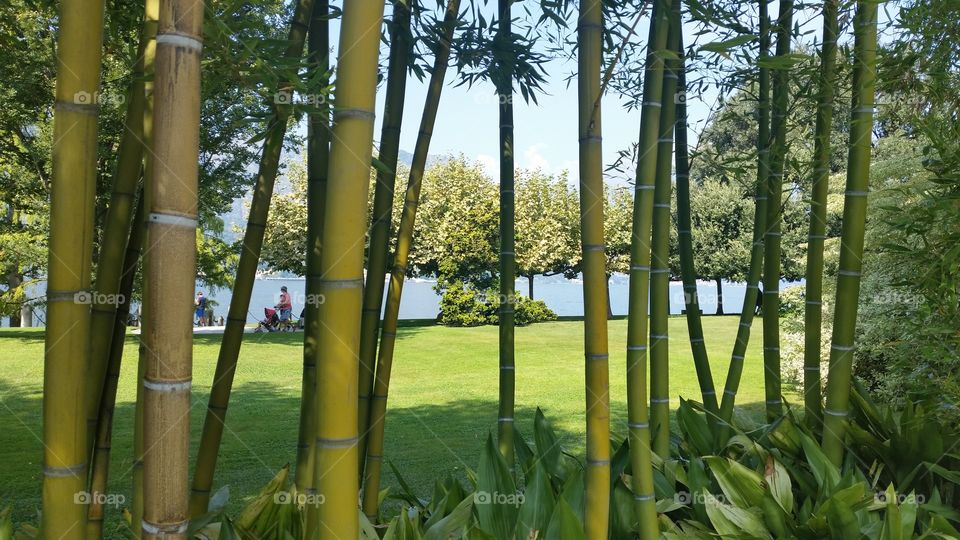 Bamboo trees