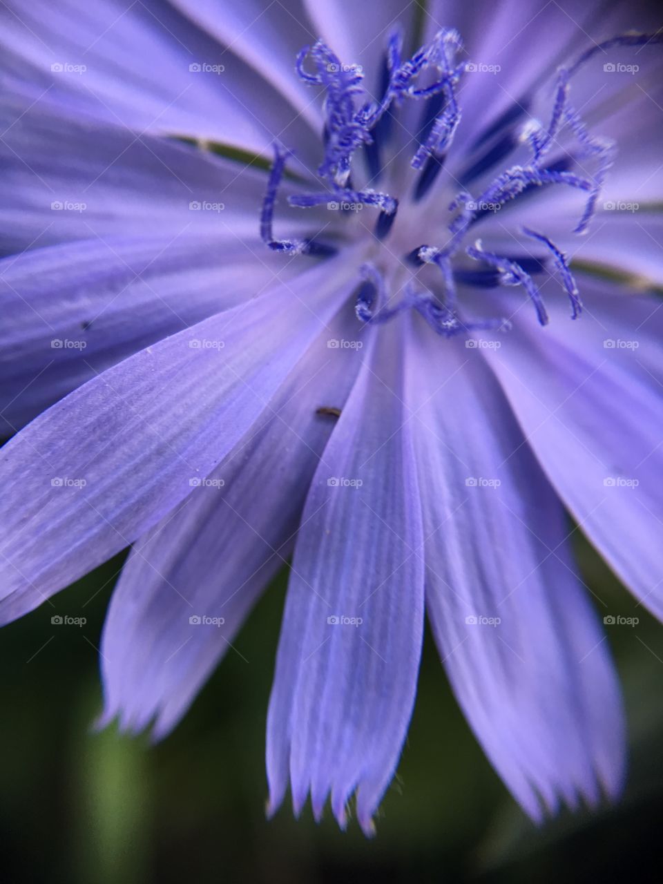 Periwinkle closeup