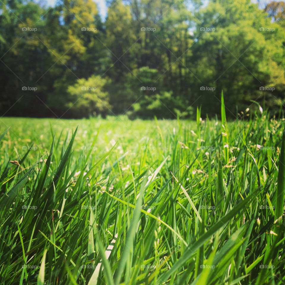 green city nature grass by rory