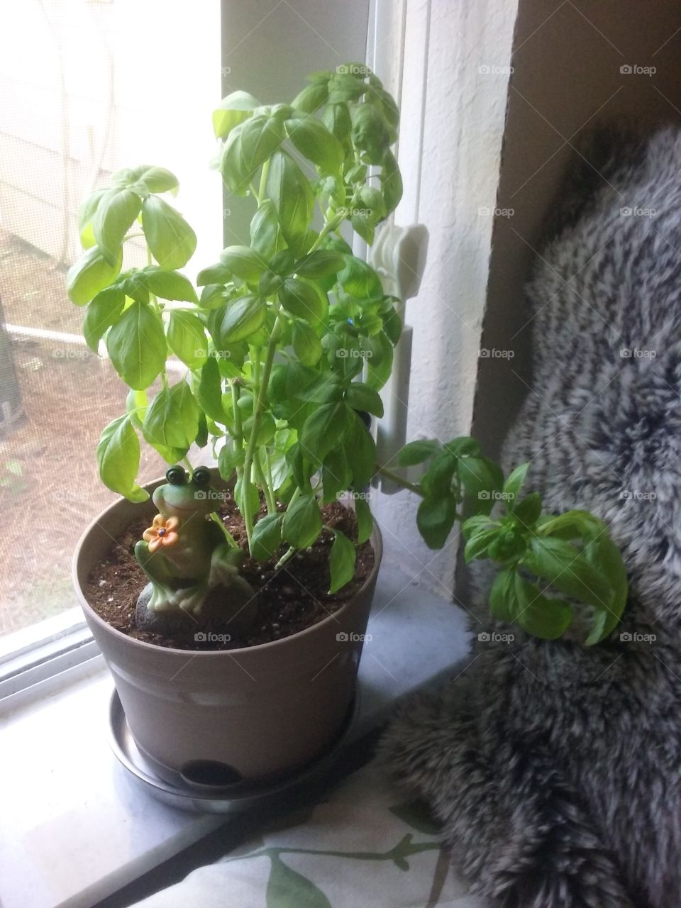Basil ,it's the house plant !