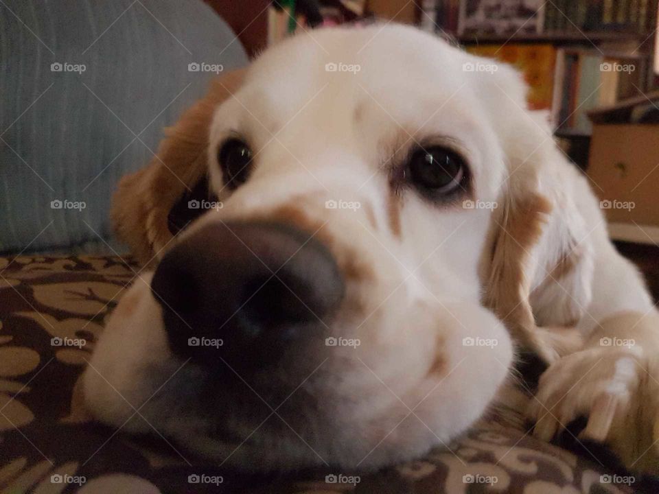 Close up of a resting dog