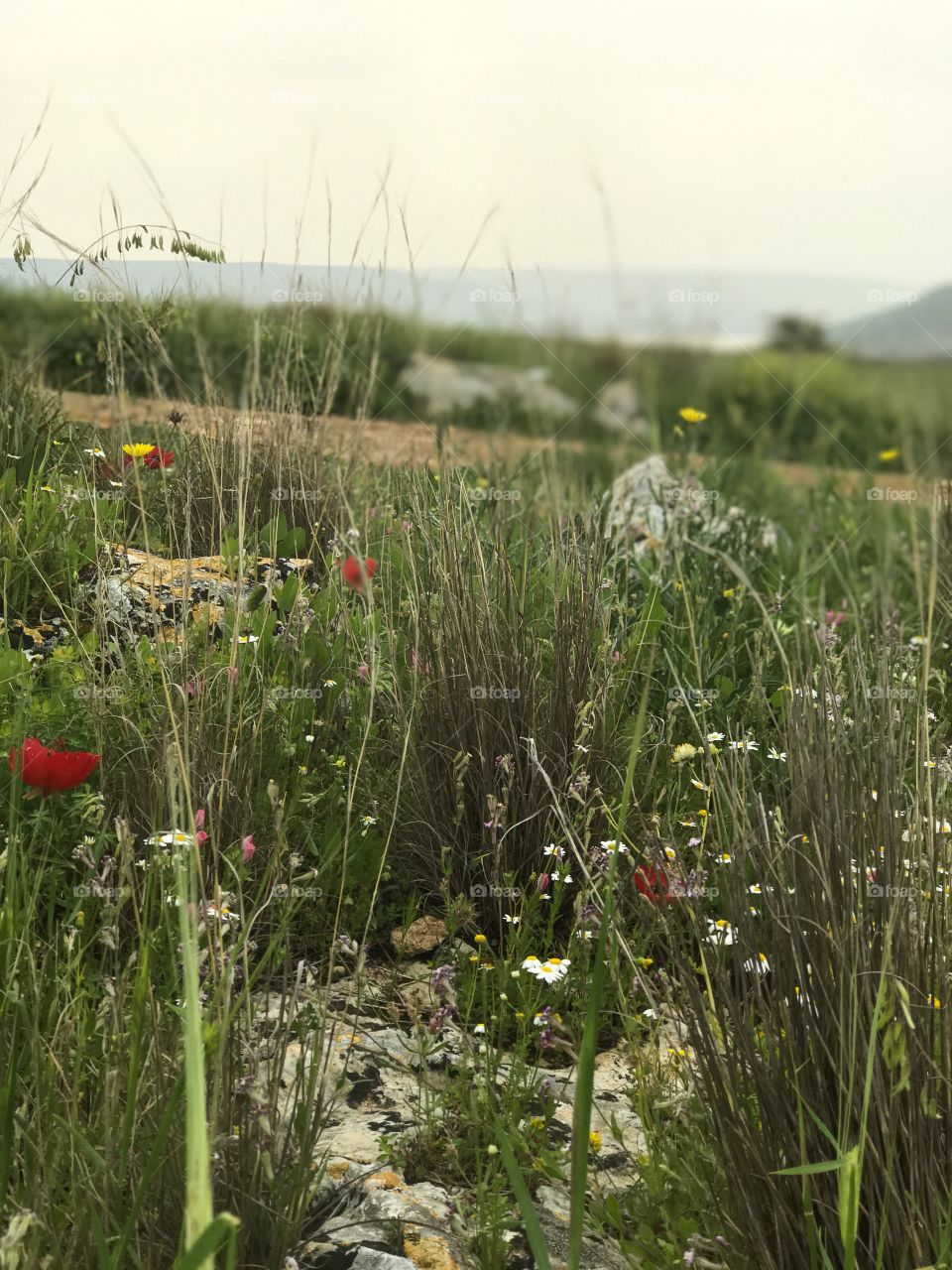 Nature Landscape Wild Flowers in Galilee, Israel. 