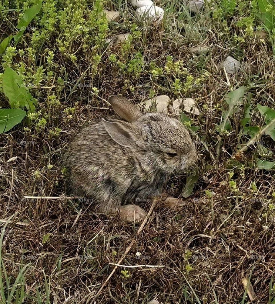Baby rabbit