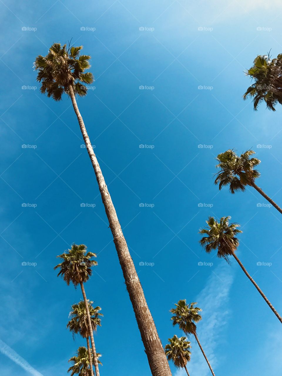 Los Angeles palm trees 