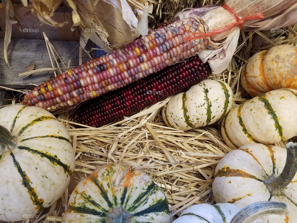 Corn cobs with colors