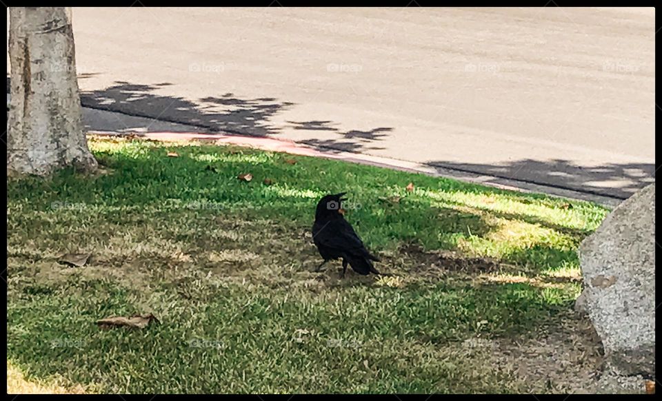 A lone crow during a summer morning.