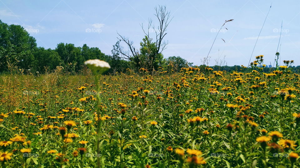 wildflowers in the park of the city of Kiev