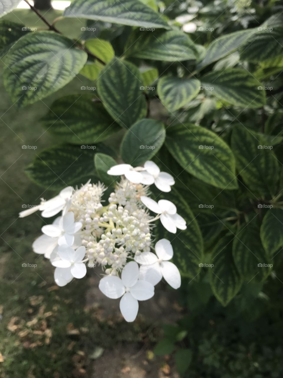 Nature, Flora, Flower, Leaf, Garden