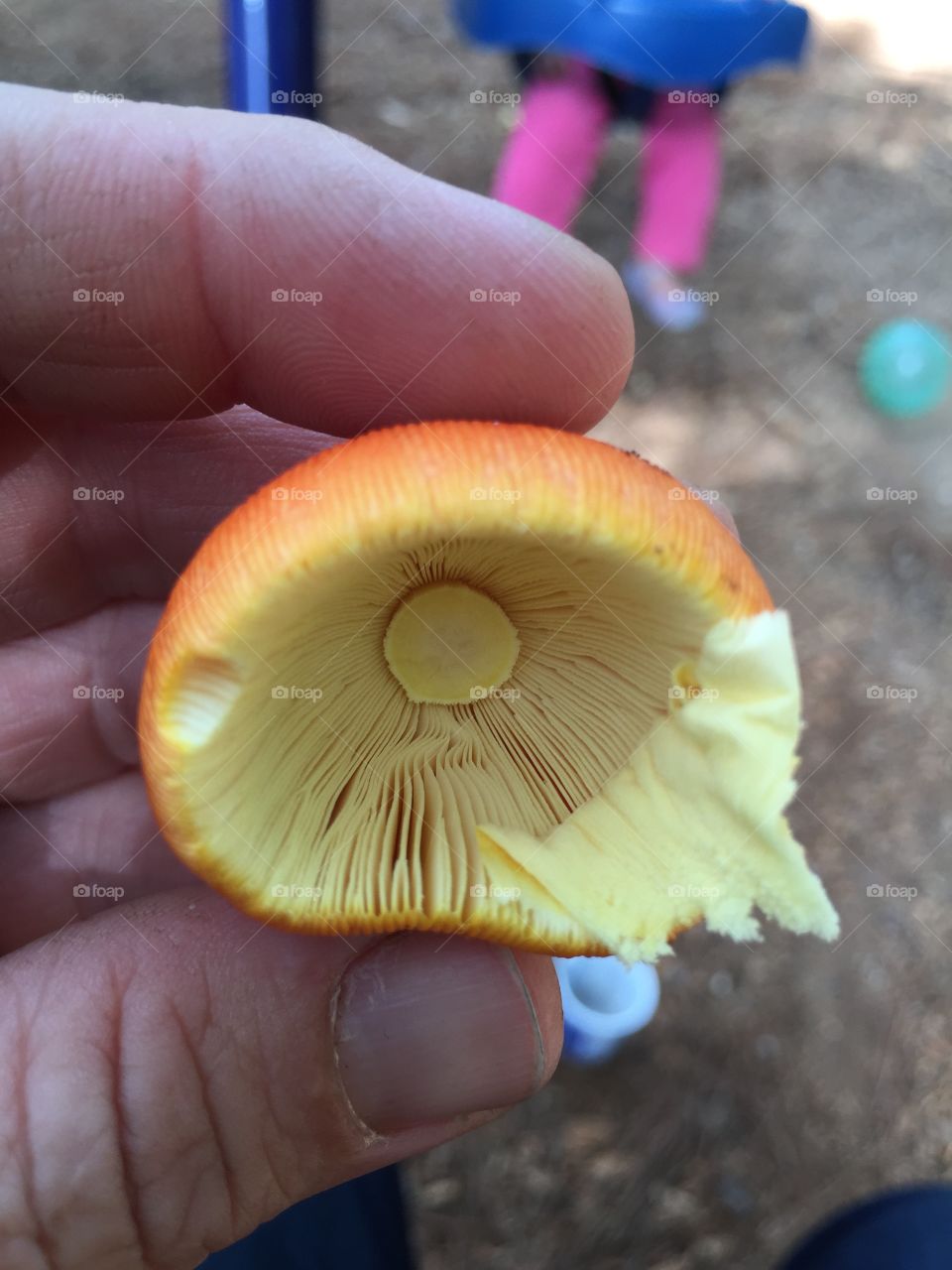 The underside of a 3 inch mushroom with a red cap growing in mulch beneath an oak tree. It has large deep gills that were originally covered with the thin layer hanging from the side.