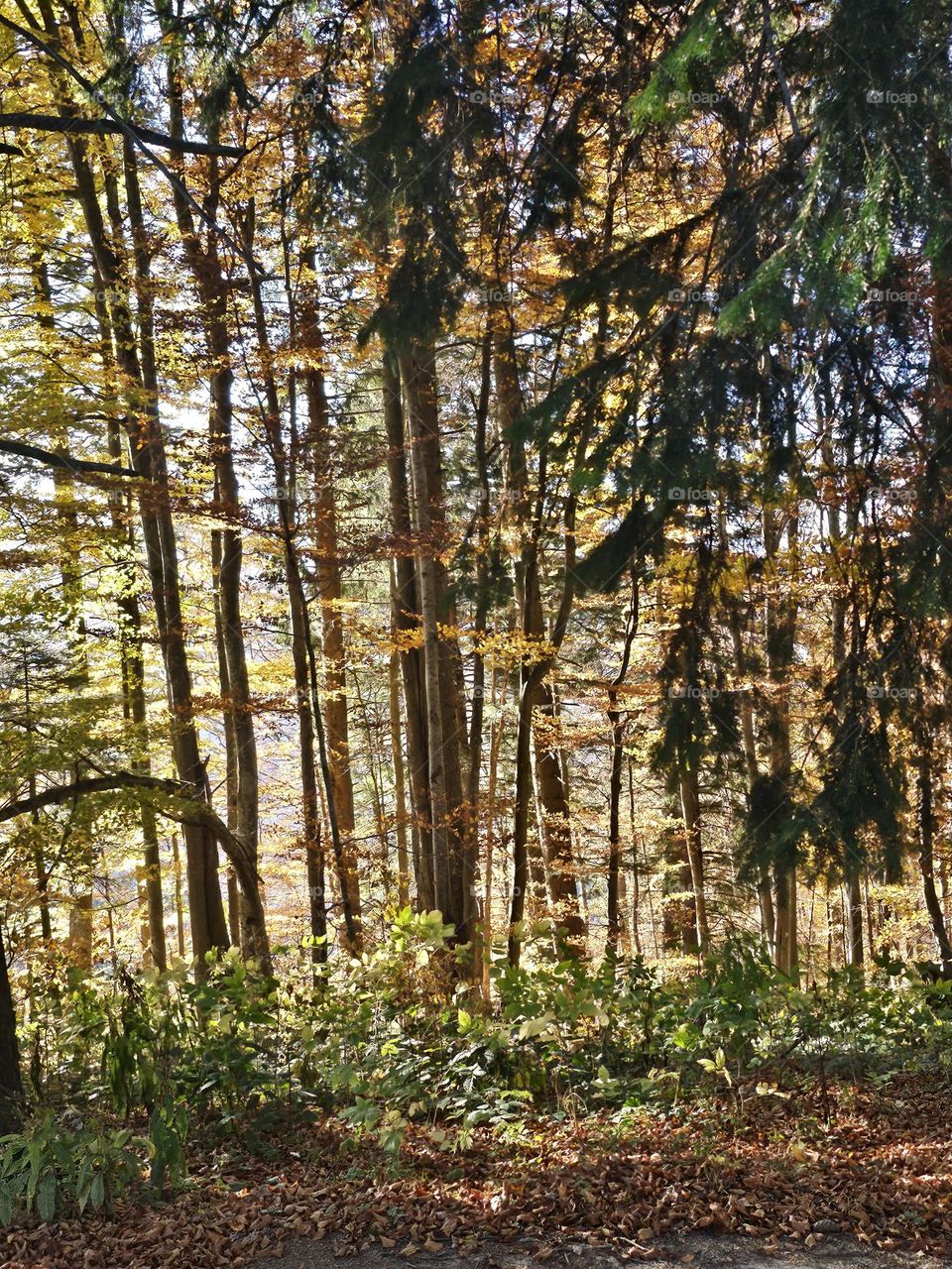 The Palette of Nature in a Colorful Autumn Symphony