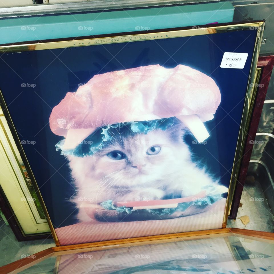 Cat sandwich portrait 