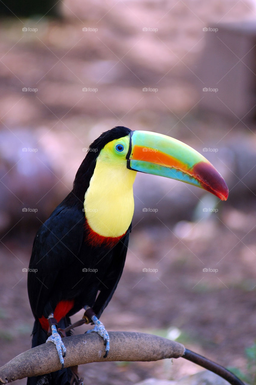 Toucan 2