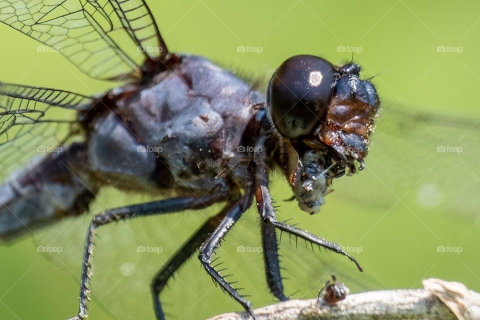 Met up with a friend for lunch. I learned Mr. Slaty Skimmer has a bad habit of smacking. 