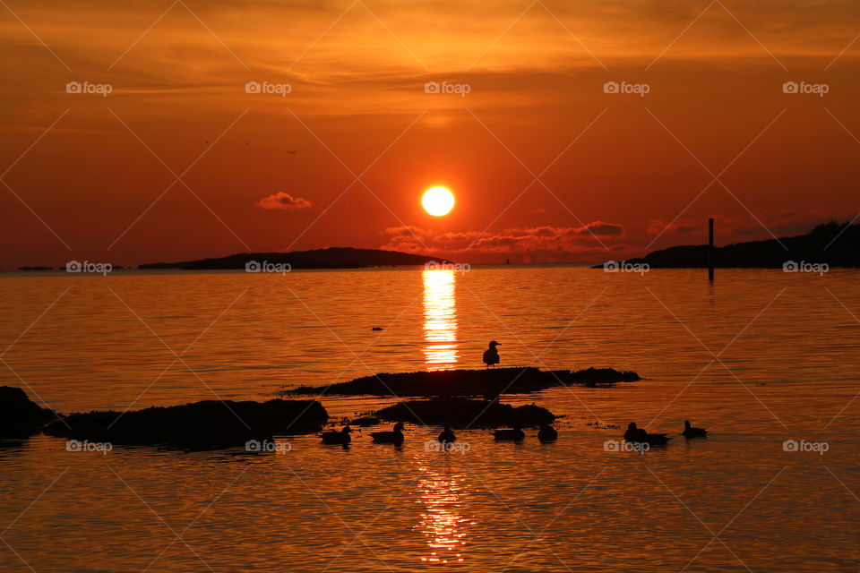 Ducks swimming , and seagull perching on a rock -all praising the rising sun 