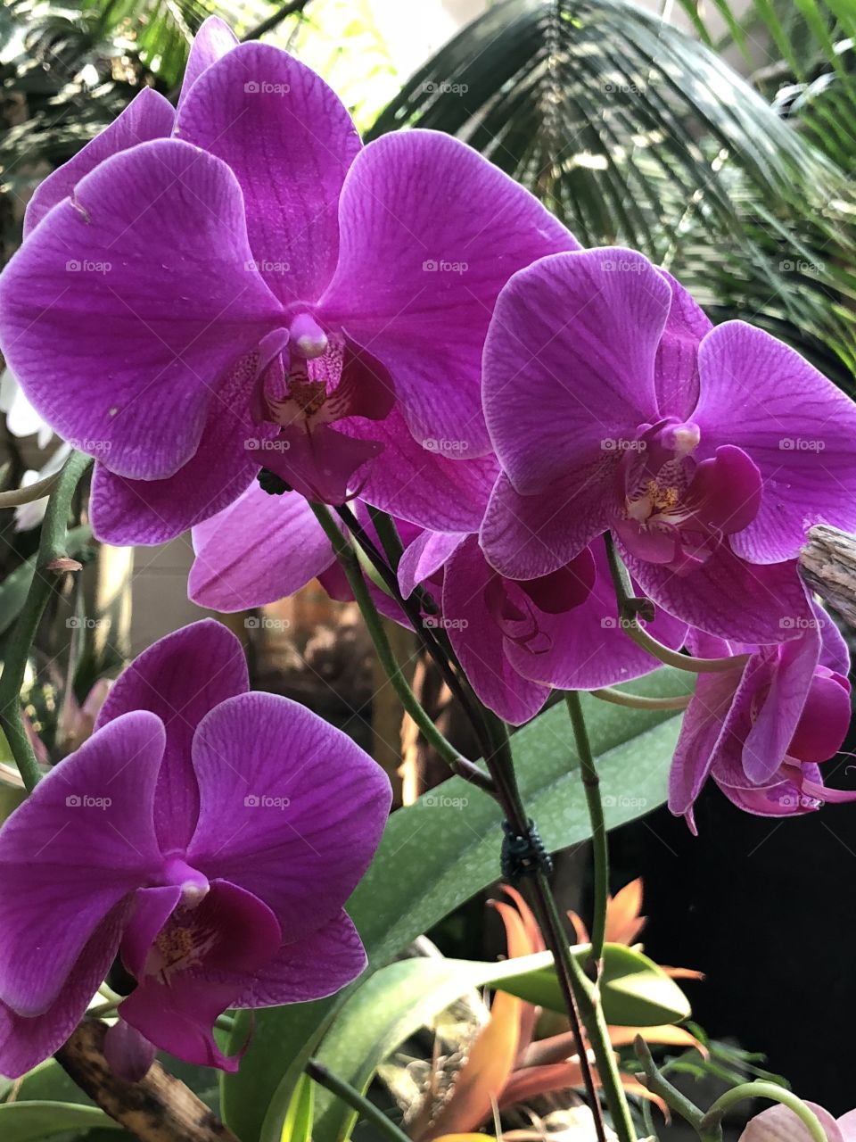 Orchids from the Reptile Gardens