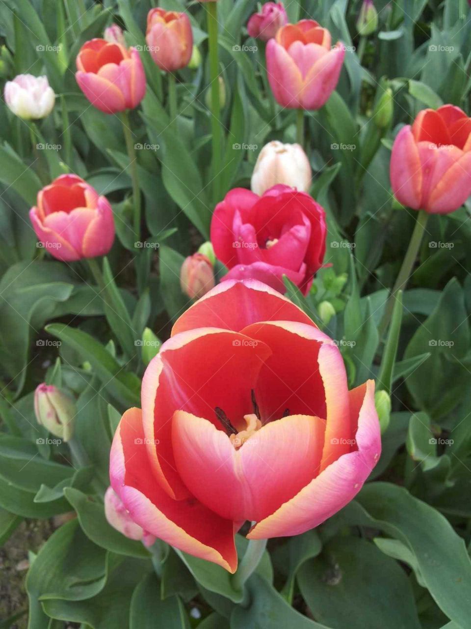 tulips