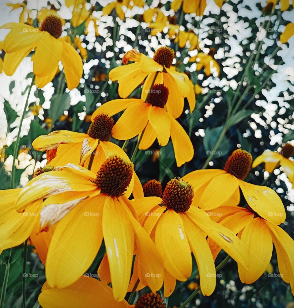 Close-up of of yellow blossoms of echinacea