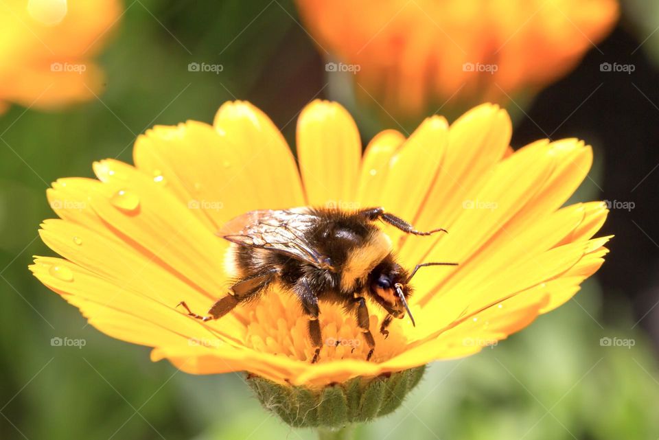 Closeup of bee pollinating a beautiful yellow flower in the garden 