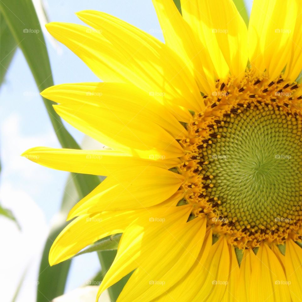 a macro shot of a sunflower 🌻