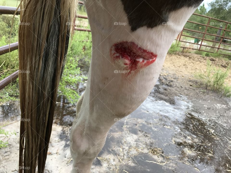 Bella’s leg injury