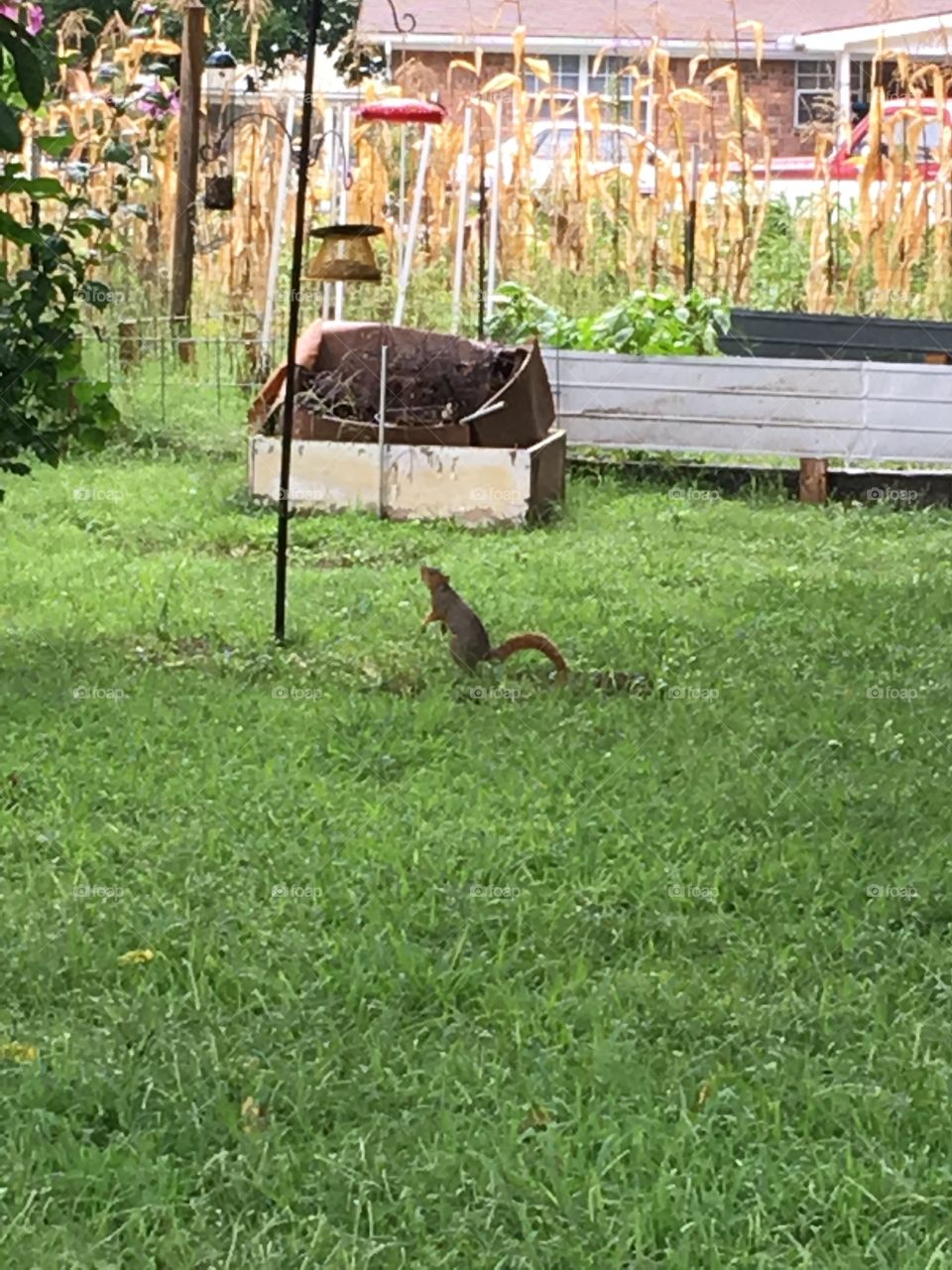 Hi there foapers! This little squirrel looking for nuts from the bird feeders.