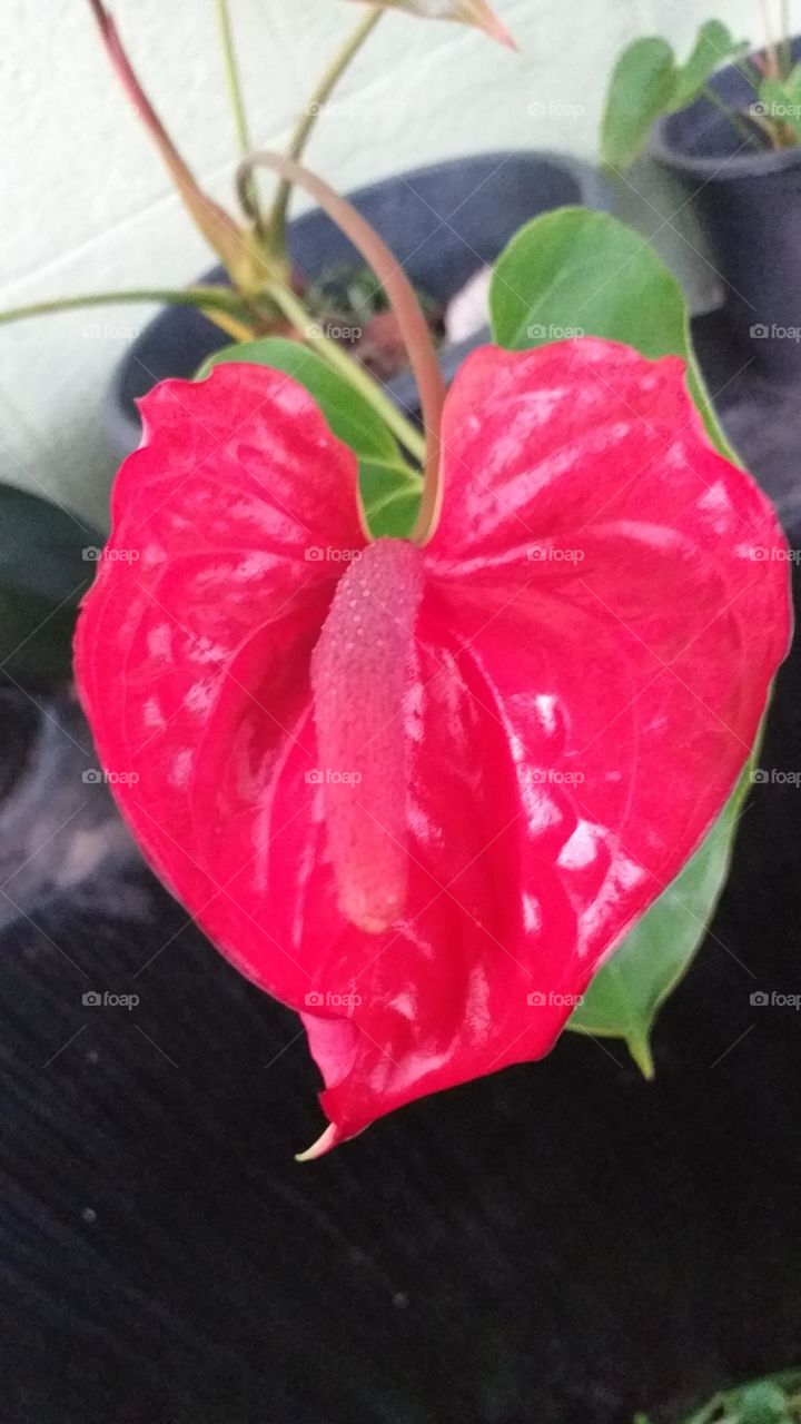 Red anthurium