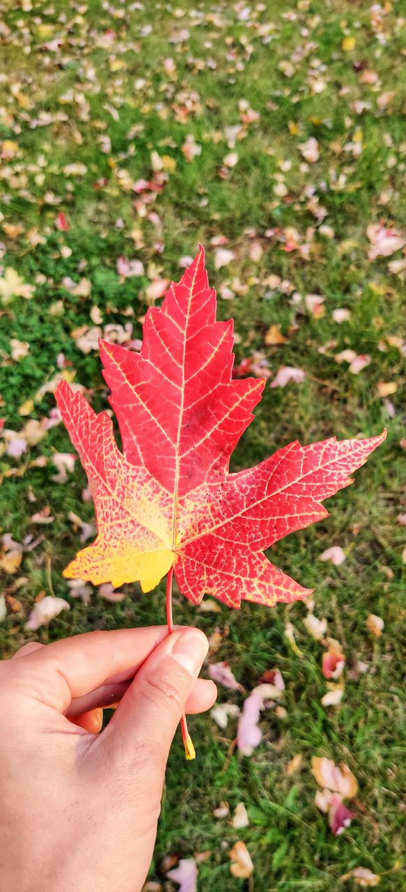 Various colors of autumn.