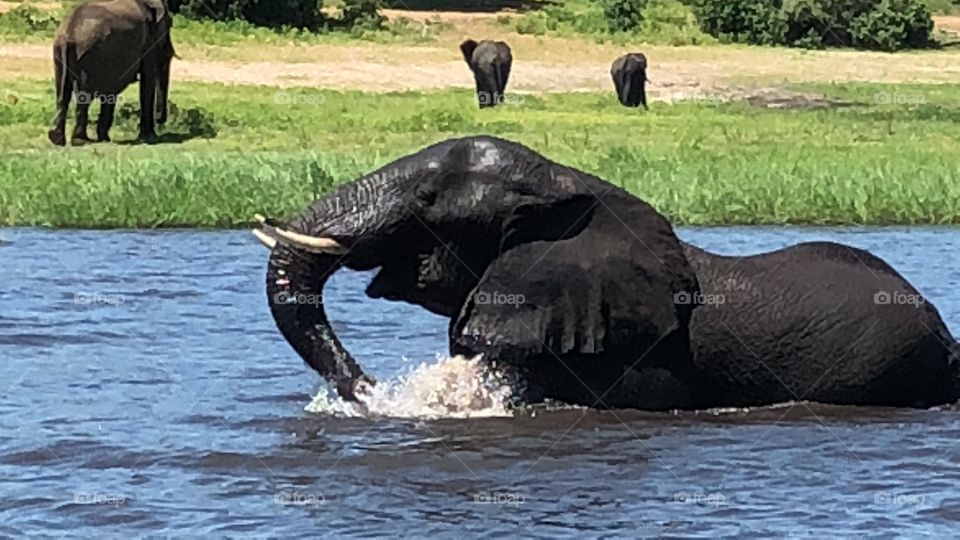 Water elephant 
