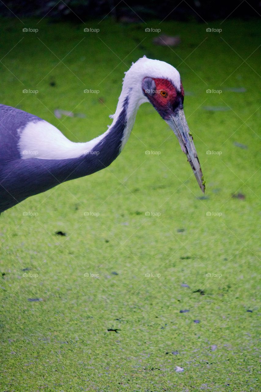 White-naped Crane