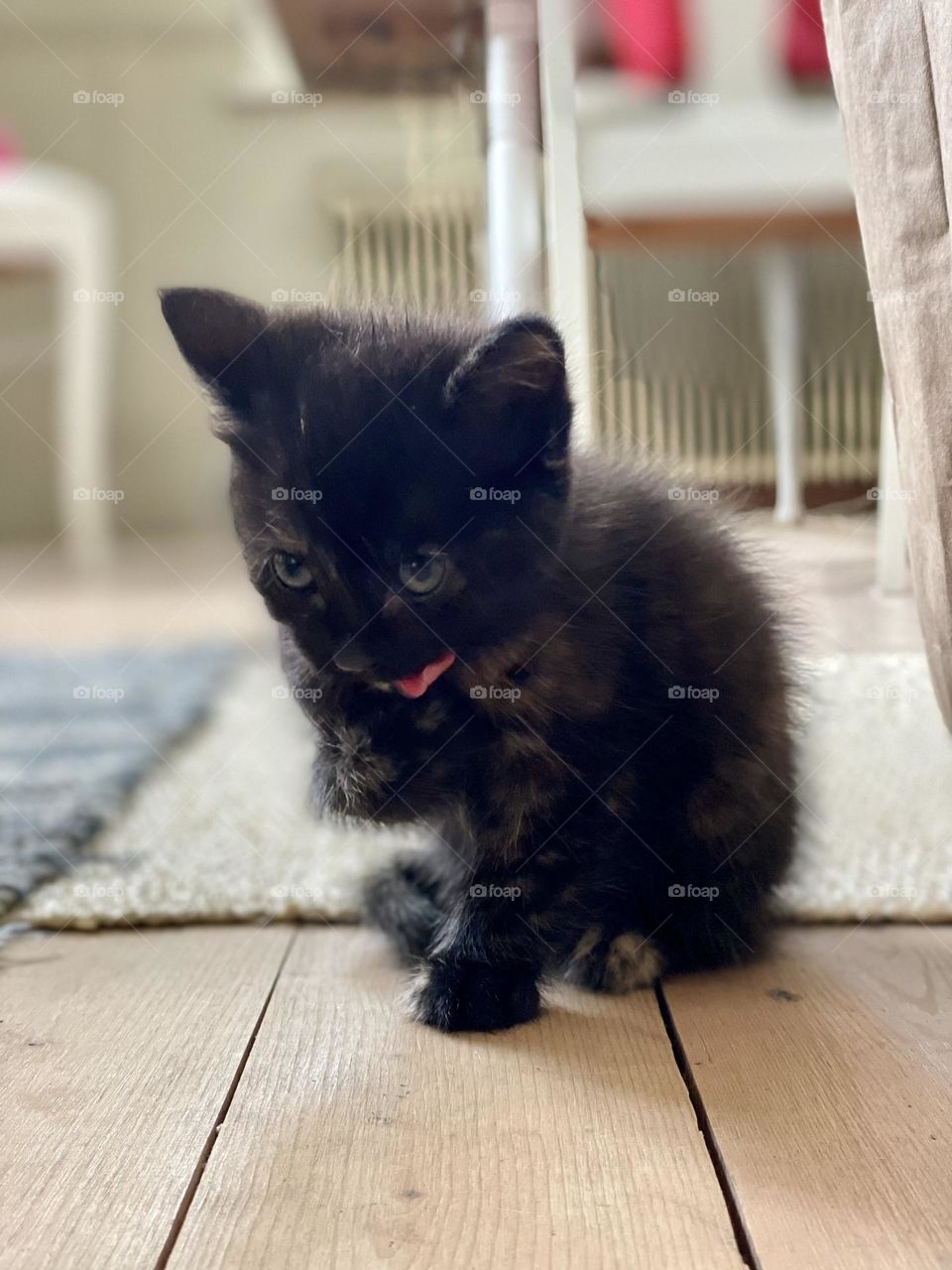 Five weeks old kitten, cuteness 