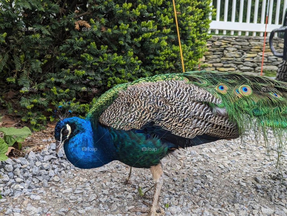 Peacock 