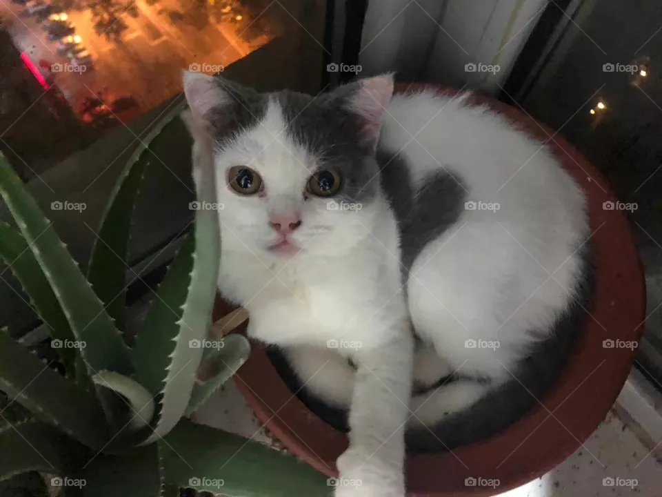 A lovely cat 