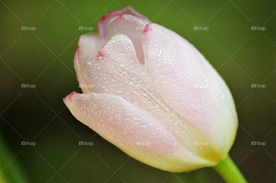 Pink tulip in the garden