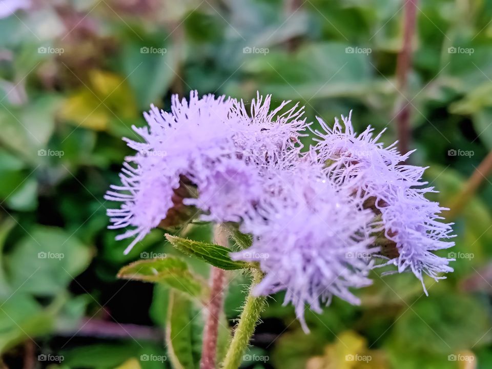 Beautiful bluemink flower awesome image india
