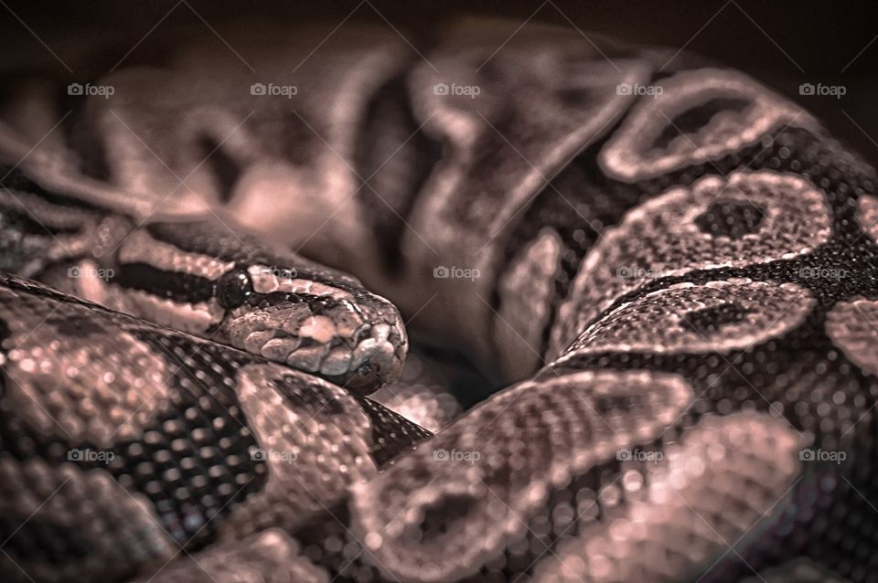 Snake, Reptile, Python, Feather Boa, Animal