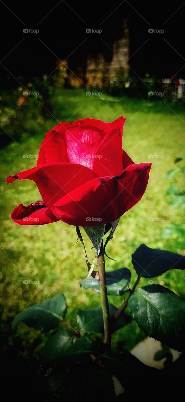 Beauty of natural flowers