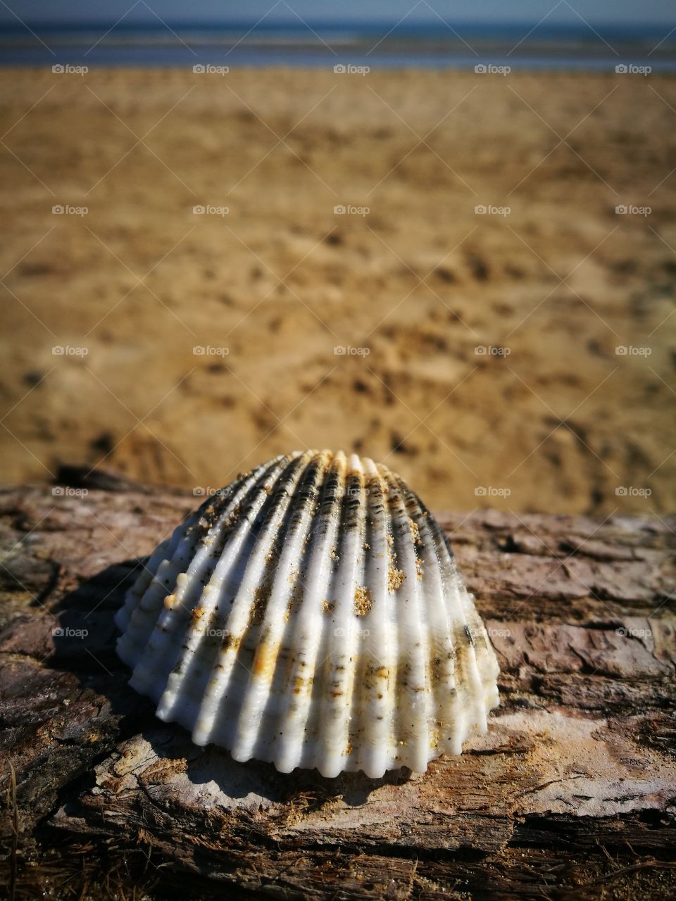 Seashell on wood at beach