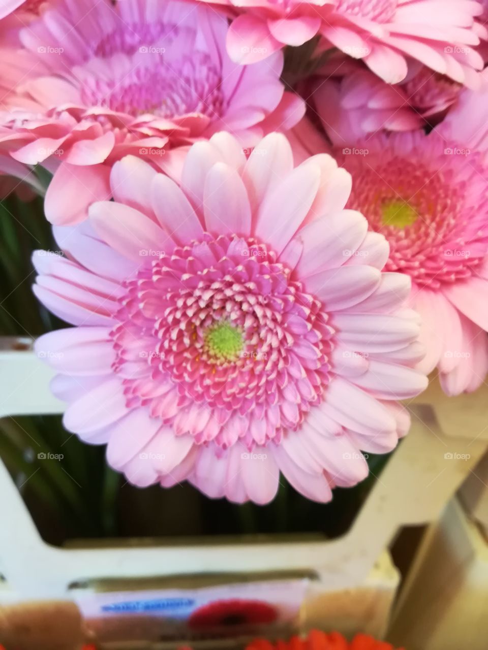gérbera