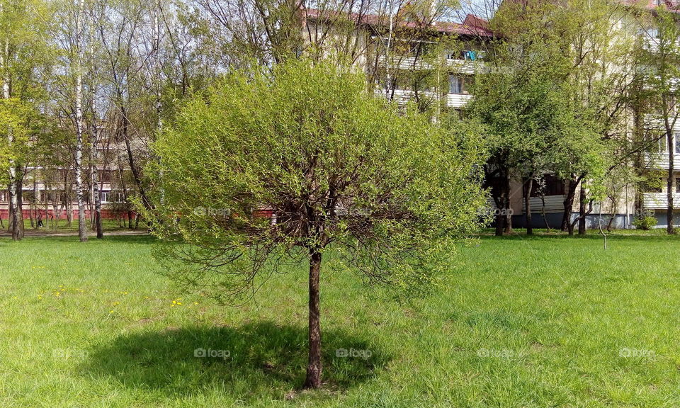 tree in the city