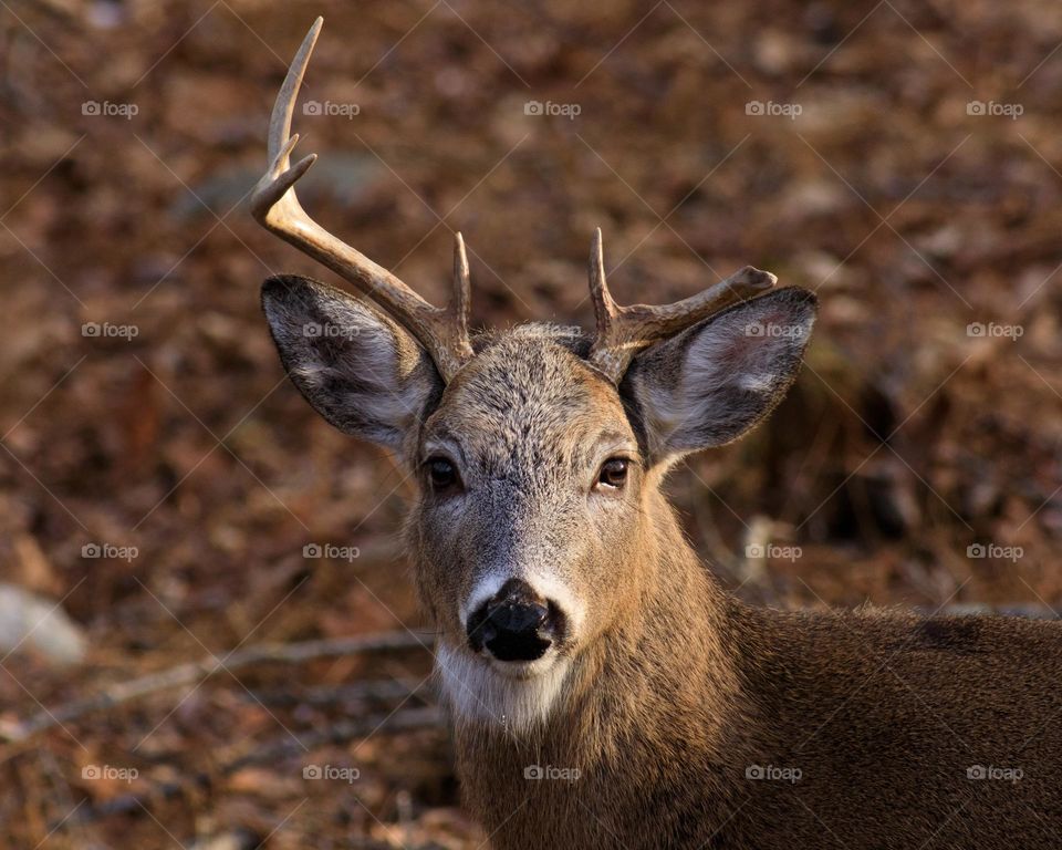 An Autumn Battle Scar; An American Whitetail Buck missing half of one antler
