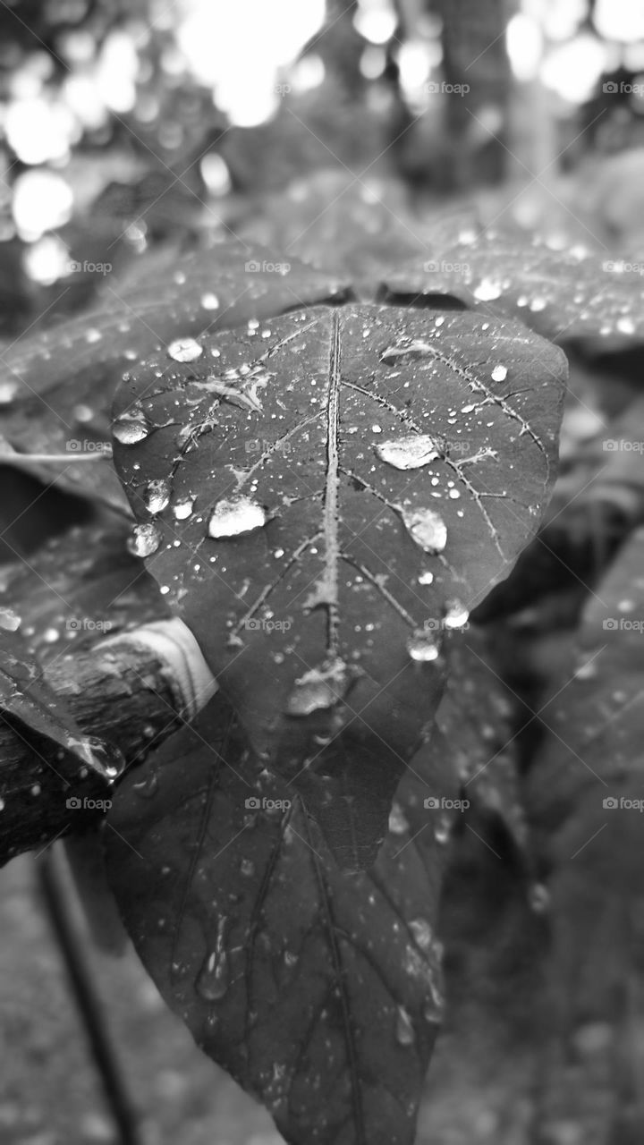 drops of water leaf