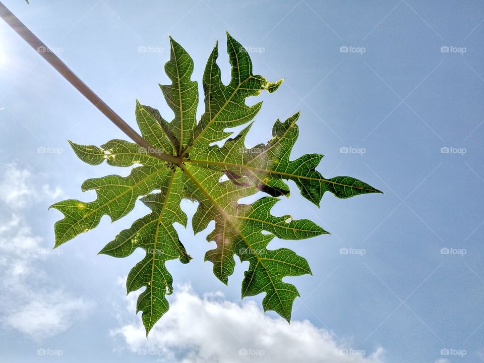 papaya leaf