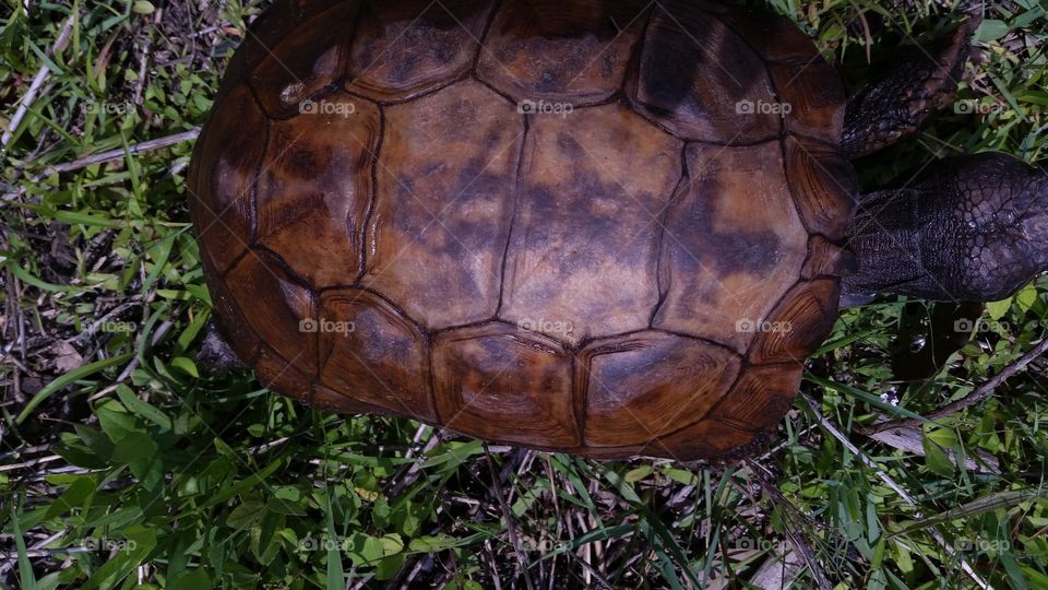 Turtle armor,  patterns and shadows.