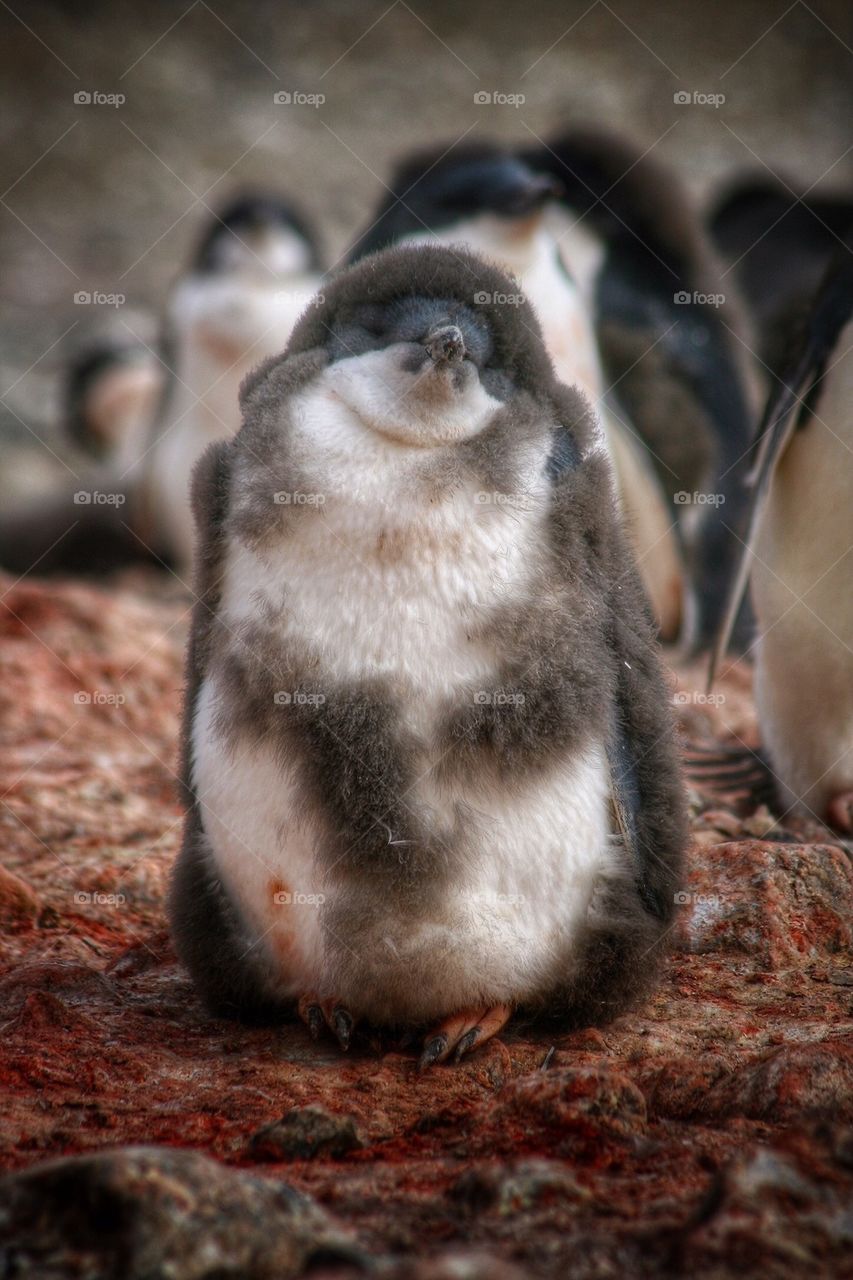 Adelie penguin chick 