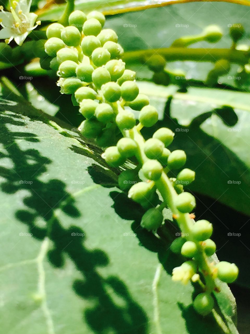 Green plant. A plant on a garden