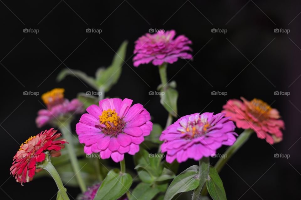 colour pink flowers 🌺  black background, summer flowers