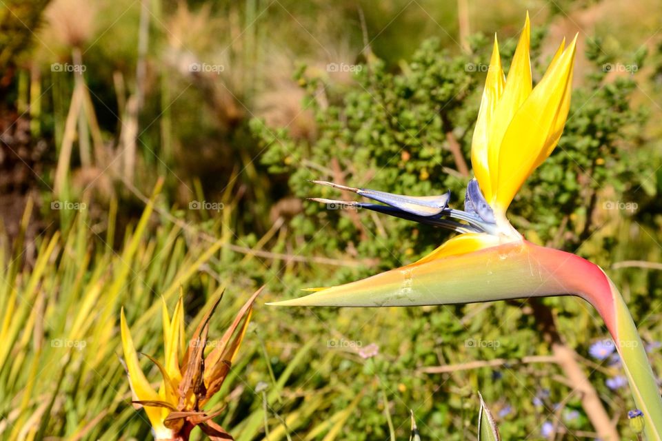 Yellow bird of paradise