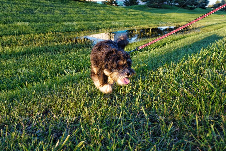 Happy Dog