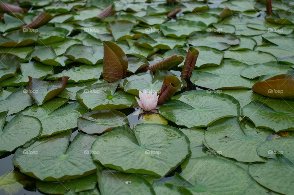 Water lily flower. Pretty flower