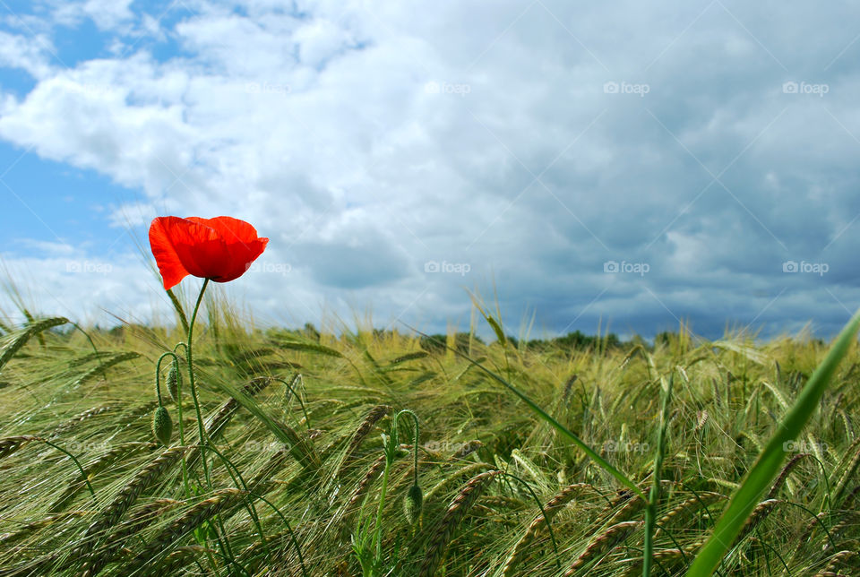 Poppy in a Corn Field